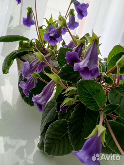 Глоксиния и тидея