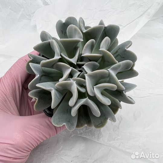 Суккуленты/ Эчеверии