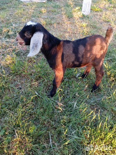 Англо нубийские козлята и доенные козы