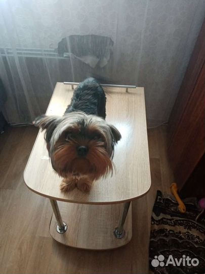 Маленькая собака