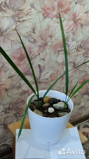 Королевская Финиковая пальма 60 см 2 шт