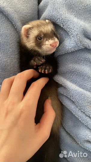 Хорьки малыши с доставкой