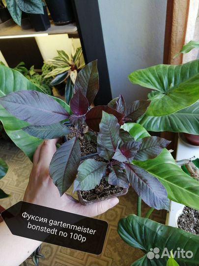 Комнатные растения часть 2