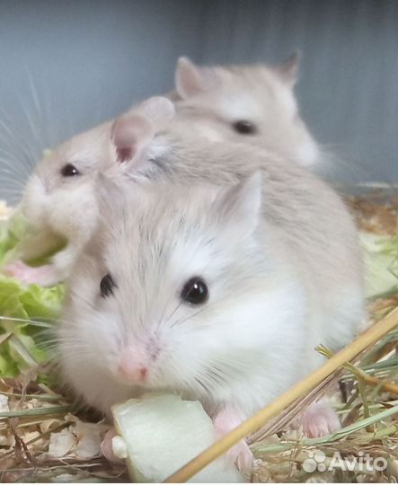 Хомячки Роборовского