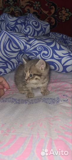 Котятки бесплатно