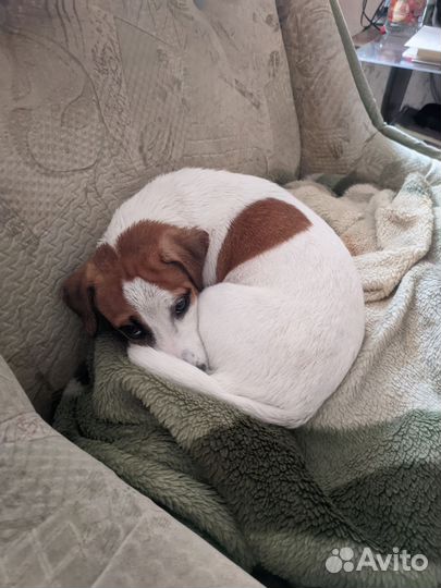 Джек Рассел девочка вязка