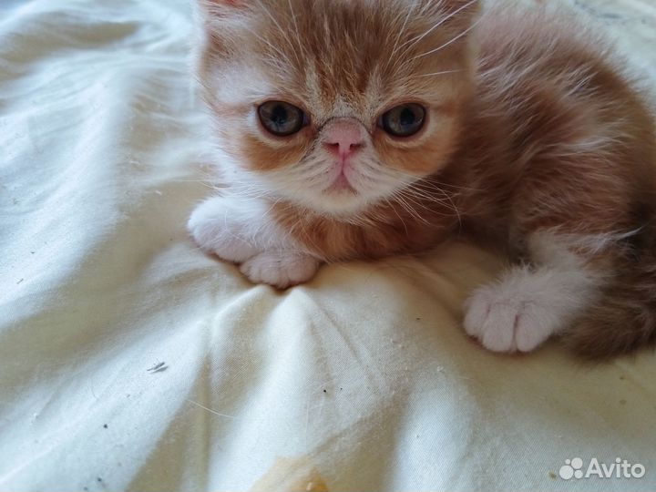 Плюшки-милашки