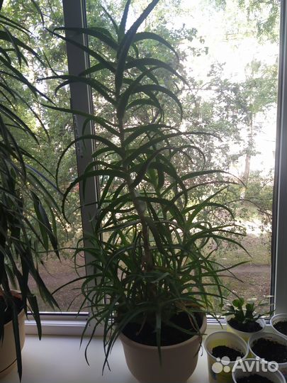 Алоэ столетник