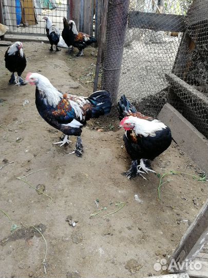 Цыплята порода фавероль