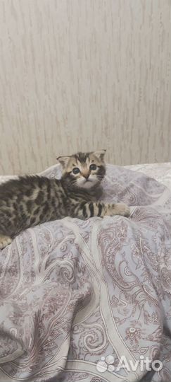 Кошка в дар