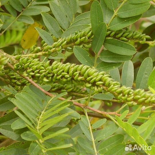 Семена Аморфа кустарниковая лат. Amorpha fruticosa