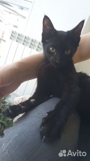 Котёнок мальчик в добрые руки