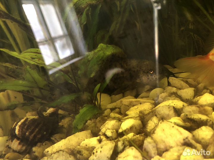 Аквариумные рыбки