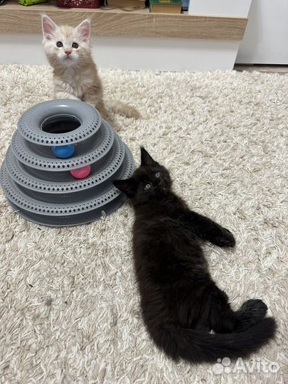 Котята мейн-кун