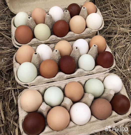 Петух маран