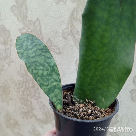 Сансевиерии сортовые