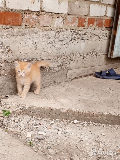 Отдам в добрые руки двух маленьких котиков