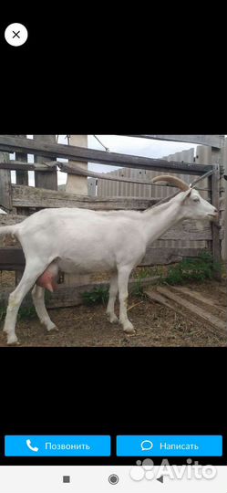 Козы дойные,козлята