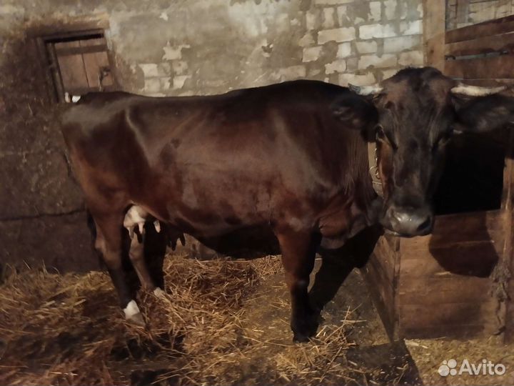 Продается корова