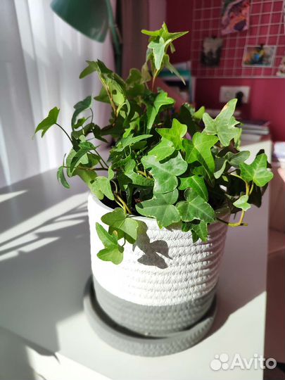 Плющ хедера