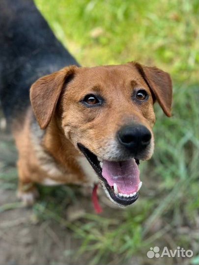 Собака в добрые руки