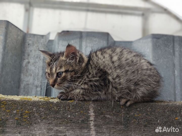 Котята крысоловы в добрые руки