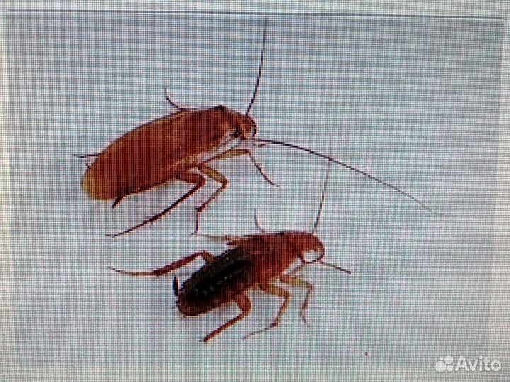 Сверчки кормовые, тараканы (заморозка опт)