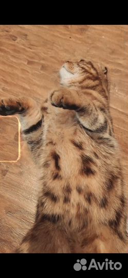 Шотландская вислоухая в золотом окрасе