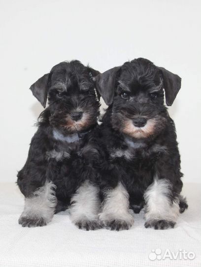 Цвергшнауцер