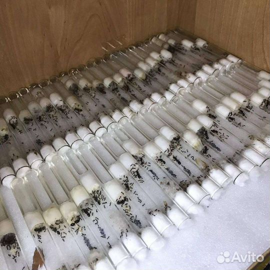 Муравьи (messor structor)