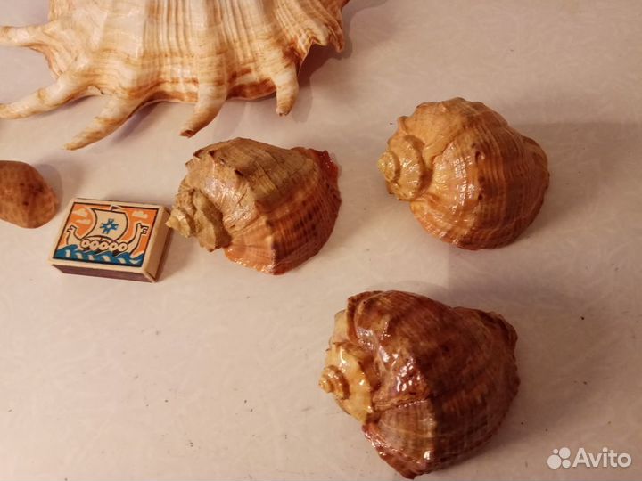 Коллекция ракушек, камней из дальних морей