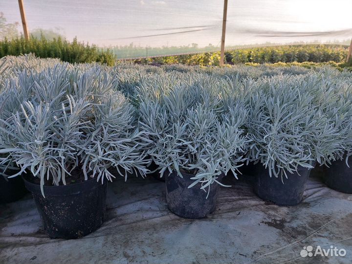 Декоративные кустарники