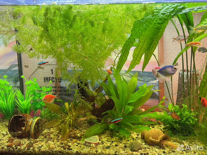 Аквариумные растения, гуппи, сомик