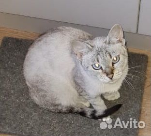 Спасите бенгалку