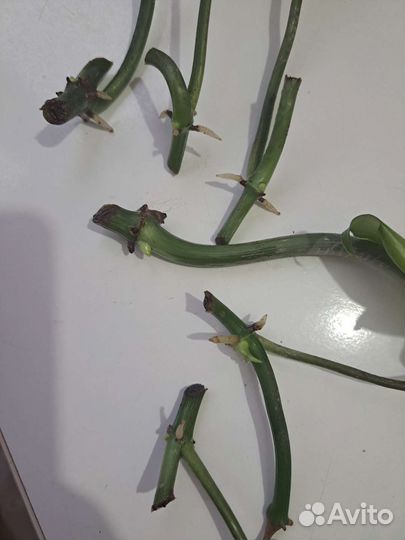 Филодендрон радиатум