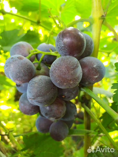 Саженцы винограда, свои