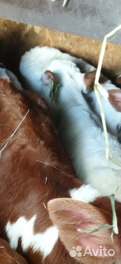 Телята бычки тёлки доставка бесплатно