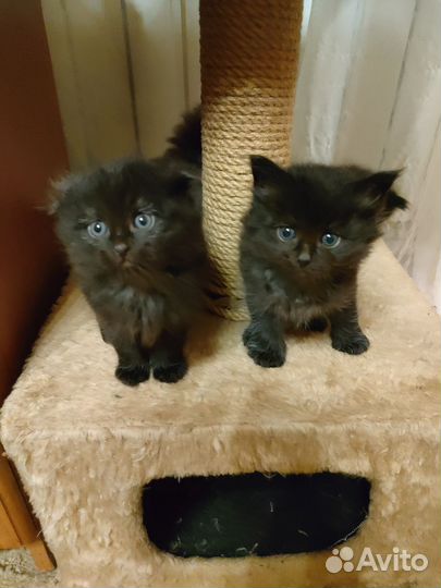 Котята