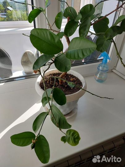 Лимон плодоносящий