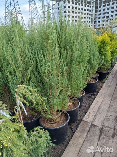 Можжевельник скальный блю эрроу