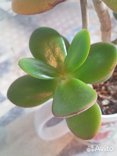 Красула толстянка