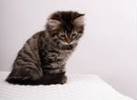 Сибирские котята питомник