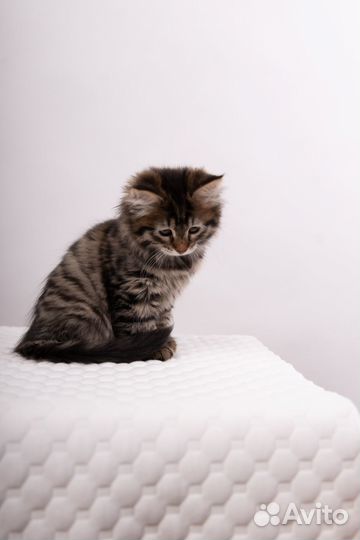 Сибирские котята питомник