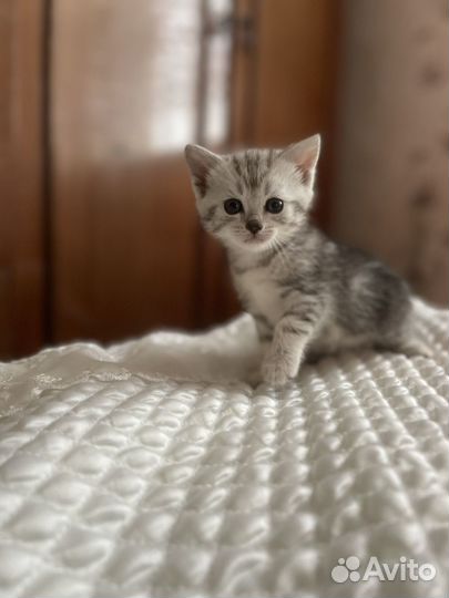 Мраморные котята