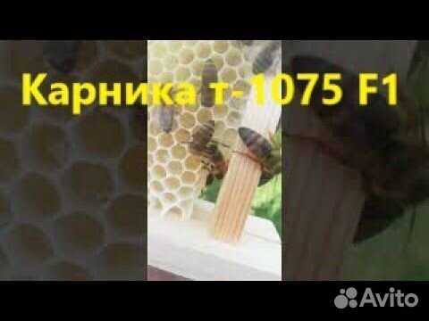 Пчеломатки Карника F1 2024г объявление продам