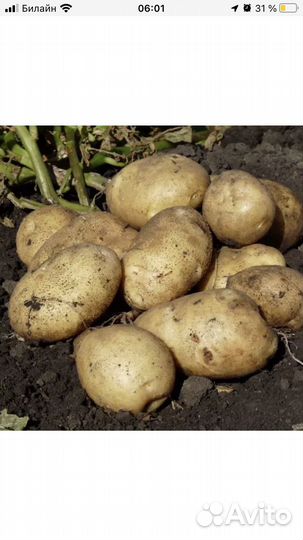 Продам картофель