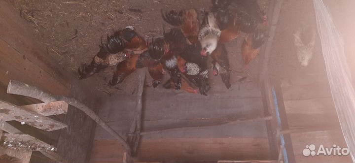 Петушки декоротивные(бентамки)