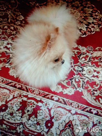 Мини кавалеры