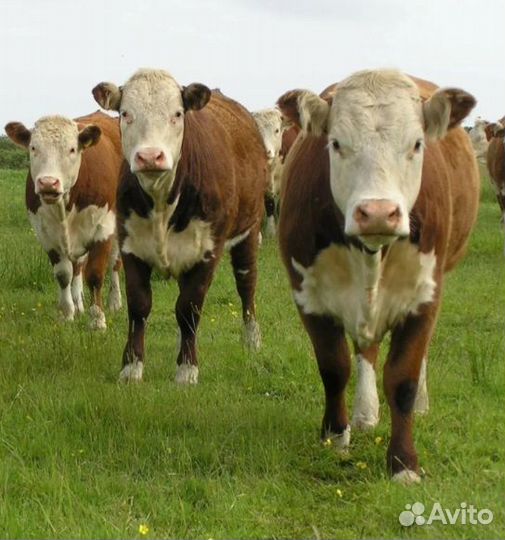 Телки породы герефорд