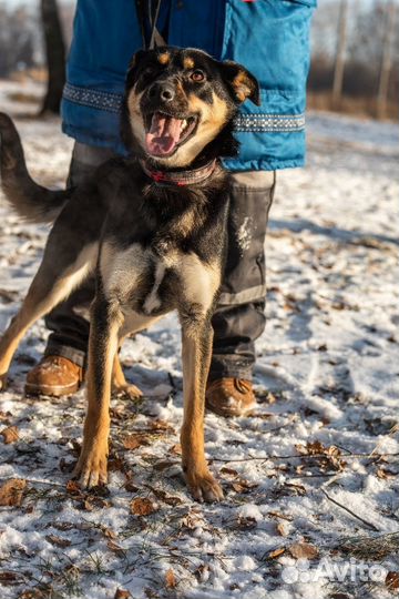 Лайза ищет добрые руки